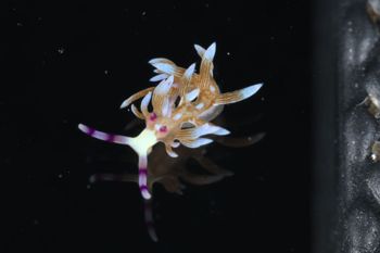 Media type: image;   Malacology 393738 Description: live specimen;